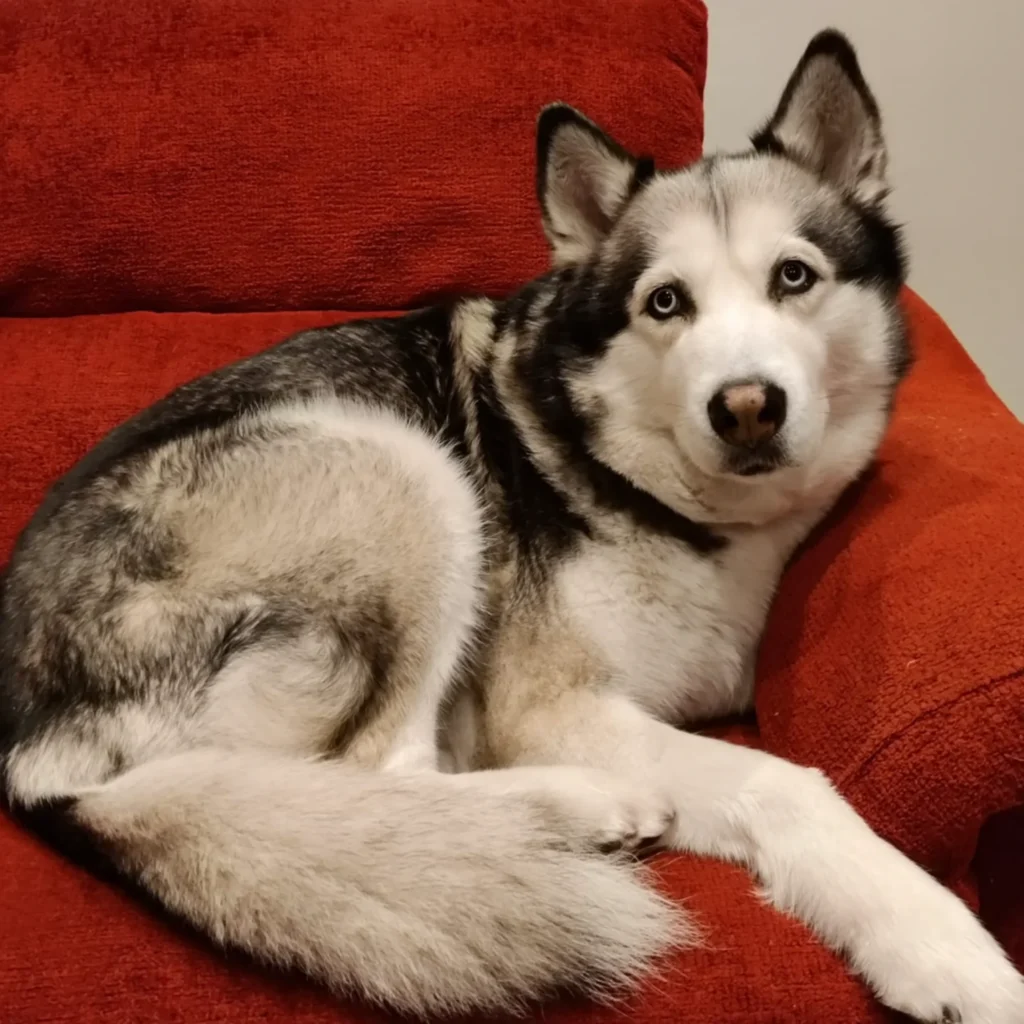 Artfaunia-Acuarela-Husky