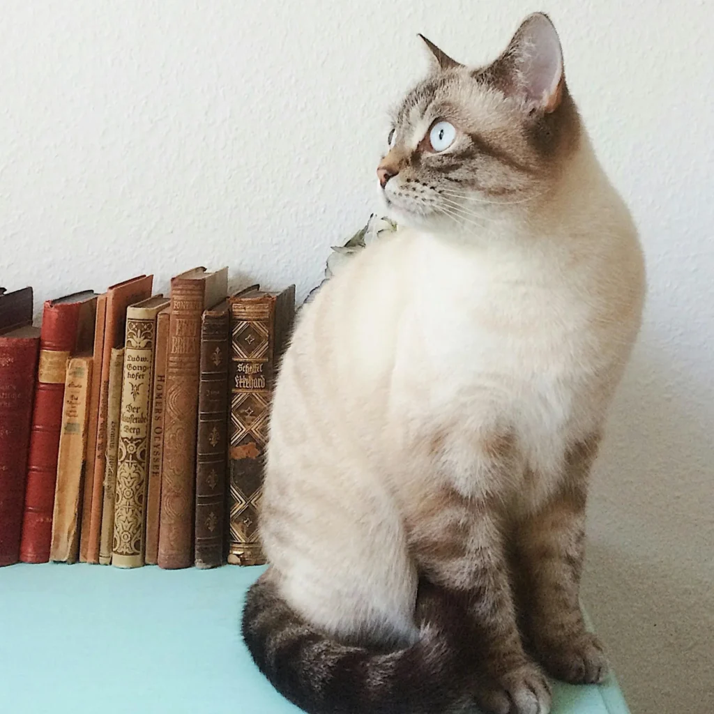 Artfaunia-Acuarela-Gato-3