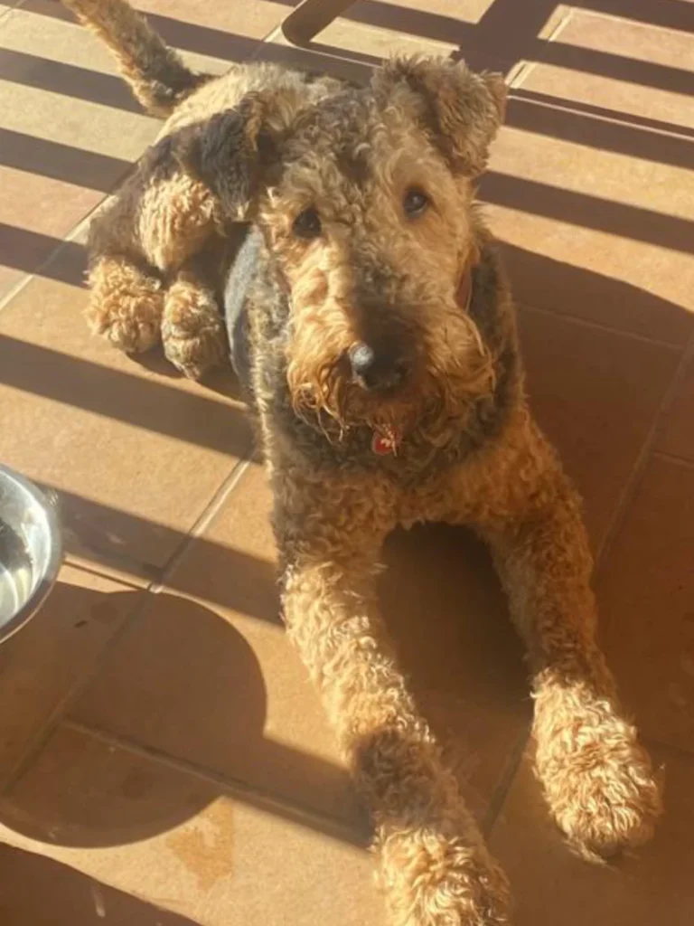 Dibujo en acuarela de perro - 1