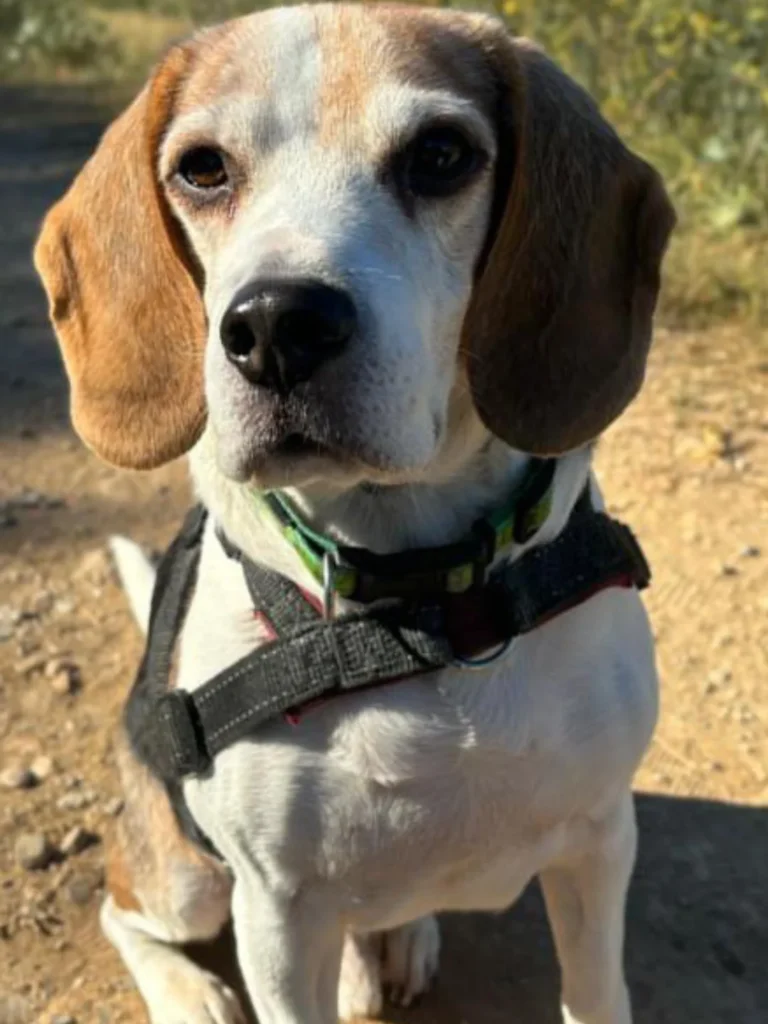Retrato personalizado en acuarela de perro - 1